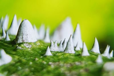 Close-up of grass