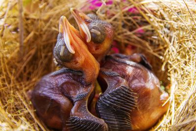 Close-up of bird in nest