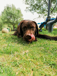 Portrait of dog on field