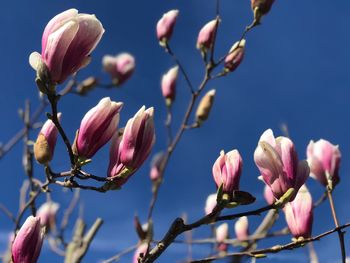 Close-up of pink flowering plant against sky