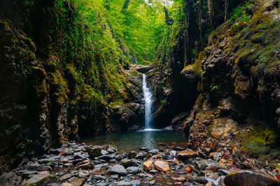 Scenic view of waterfall in forest