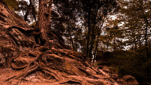Low angle view of trees in forest
