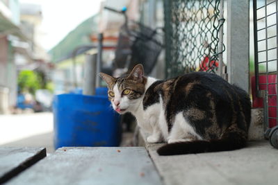 Cat sitting outdoors