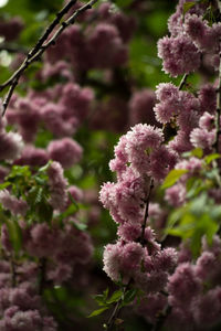 Close-up of pink flowers blooming outdoors