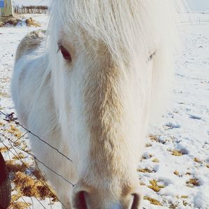 Close-up of a horse on snow covered field