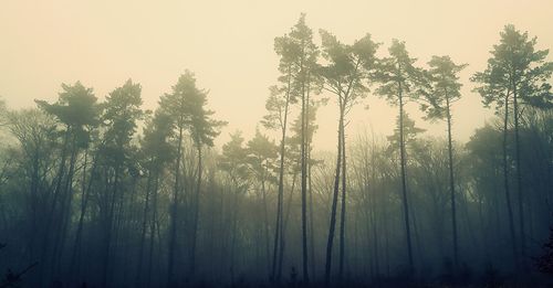 Trees in forest against sky