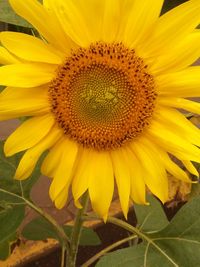 Close-up of sunflower