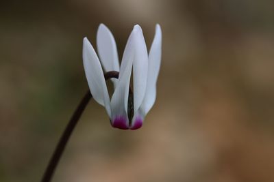 Close-up of crocus blooming outdoors