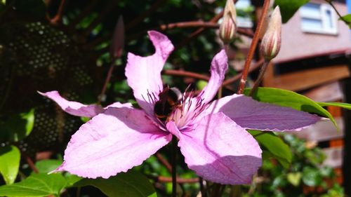 Close-up of pink flowers