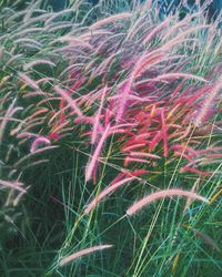 Close-up of plants