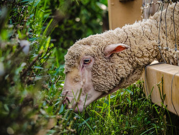 Close-up of an animal on grass