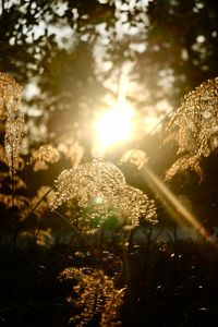 Close-up of flower trees against sky during sunset
