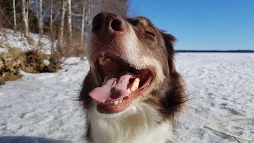 Close-up of dog during winter