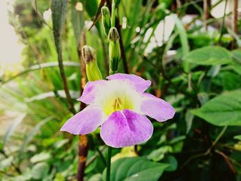 Close-up of flower against blurred background