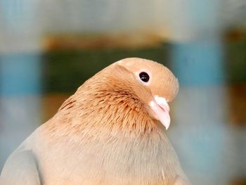 Close-up of bird