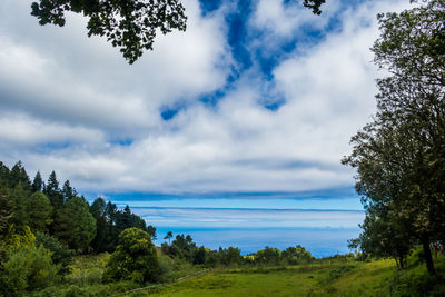 Trees growing by sea against cloudy sky