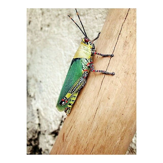 insect, animal themes, one animal, animals in the wild, wildlife, transfer print, focus on foreground, auto post production filter, wood - material, day, outdoors, high angle view, selective focus, animal wing, close-up, full length, nature, no people, dragonfly, butterfly - insect