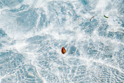 High angle view of ducks in swimming pool