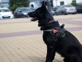 Black dog looking away on street in city