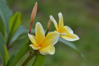 Close-up of frangipani blooming outdoors