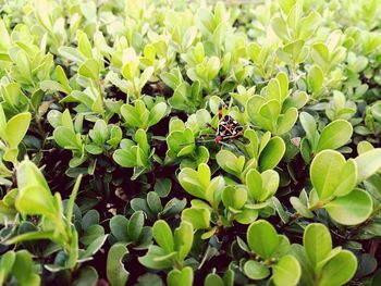 Close-up of insect on plant