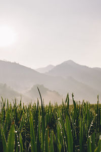 Scenic view of agricultural field against sky in vietnam