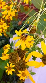 Close-up of bee on yellow flowers