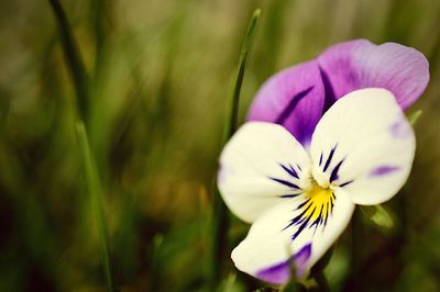 Close-up of white flowers blooming outdoors