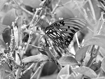 Close-up of insect