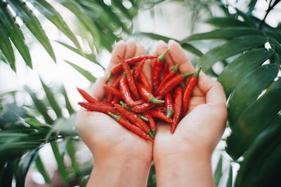 Close-up of hand holding red chili pepper by plant 