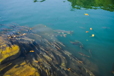 View of fish swimming in sea