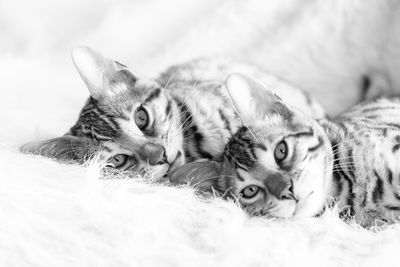 Close-up portrait of cats