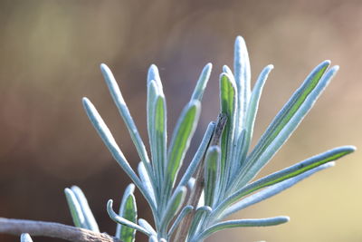 Close-up of succulent plant