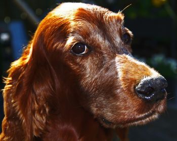 Close-up of irish setter dog