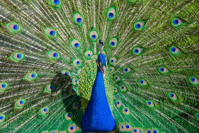 Full frame shot of peacock feathers