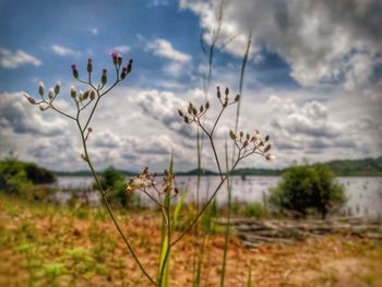 Close-up of flowering plants on field against sky