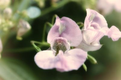 Close-up of pink flowers blooming outdoors