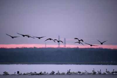 Flock of birds flying in the sky