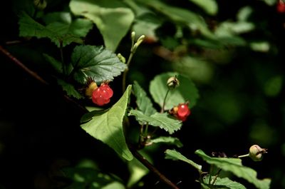 Close-up of red fruits growing on plants