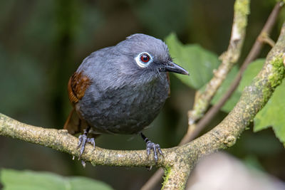 Close-up of bird perching on branch