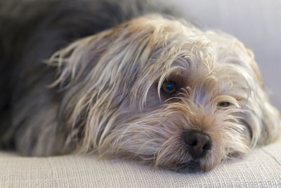 Close-up portrait of dog lying on bed at home