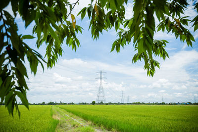 Scenic view of agricultural field against sky