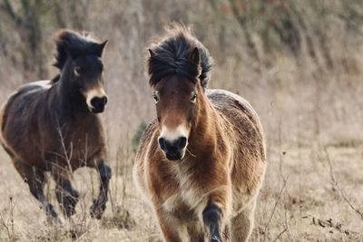 Horse standing on field
