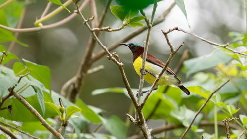 Close-up of bird perching on branch