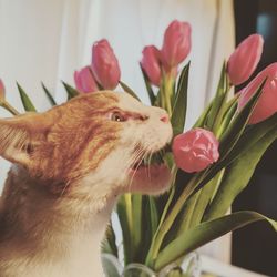 Close-up of cat on flower at home