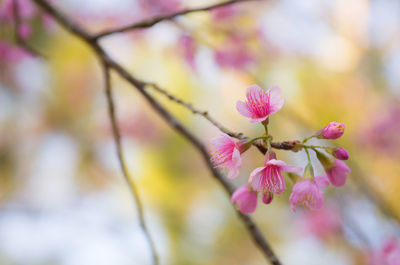 Close-up of pink flower tree