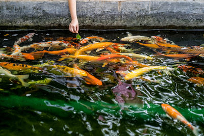 View of koi carps swimming in fish tank