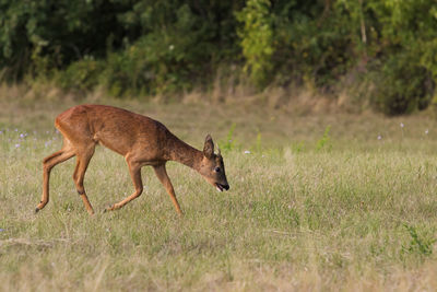 Side view of deer running on field