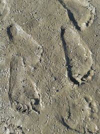 High angle view of crab on sand