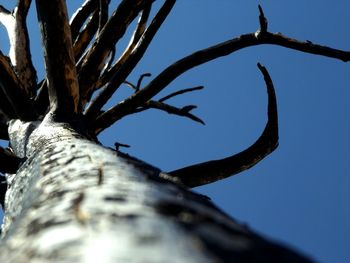 Low angle view of tree against clear sky